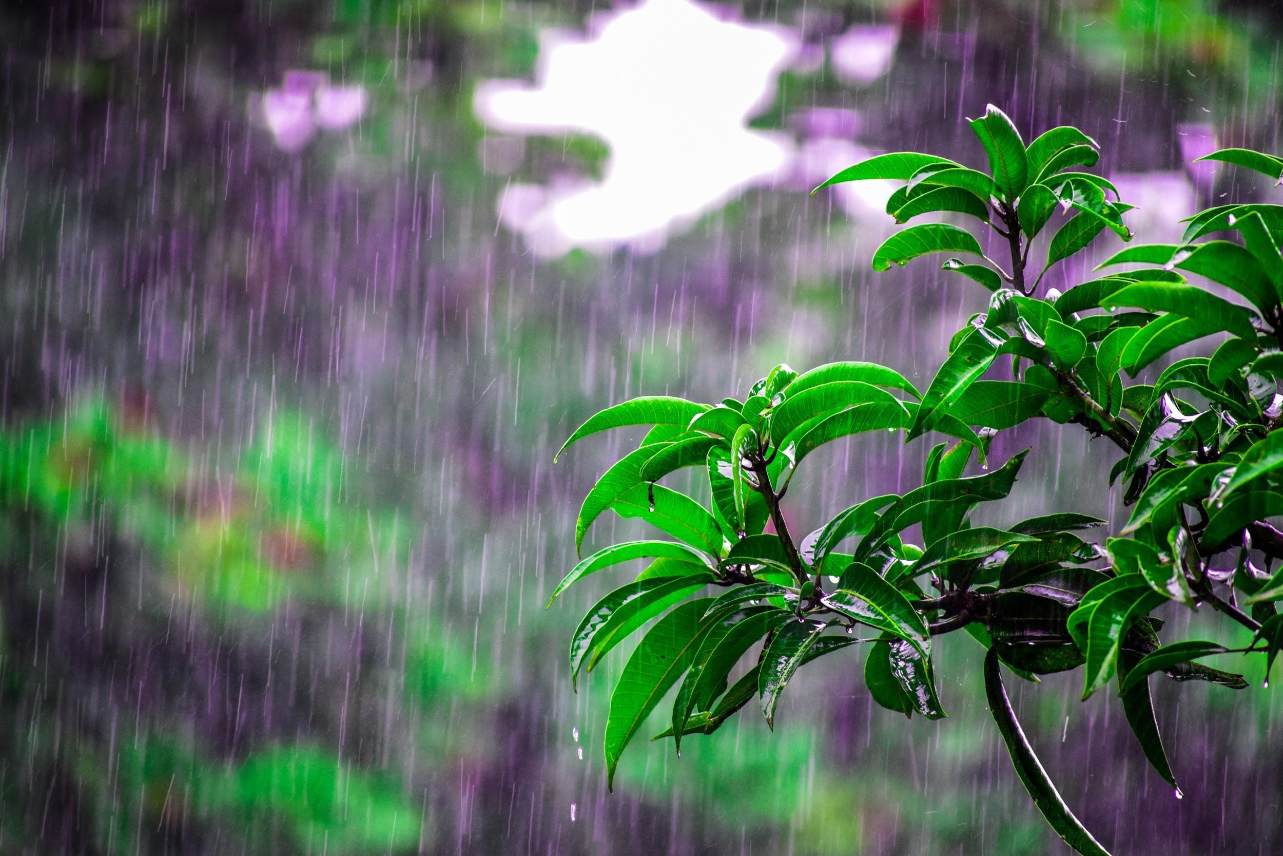 7 Most Common Monsoon Diseases with Prevention Tips